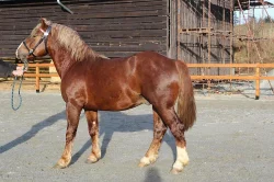 Nabízím připouštění plemenným hřebcem Burbonem.