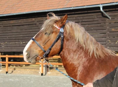 Nabízím připouštění plemenným hřebcem Burbonem.