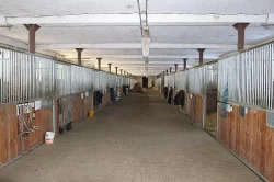 Nabízíme ustájení koní v areálu Těchov u Blanska.