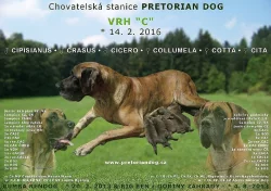 Německá doga - Štěňátka s PP na prodej