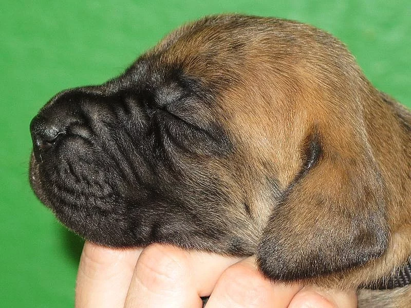 Německá doga - Štěňátka s PP na prodej