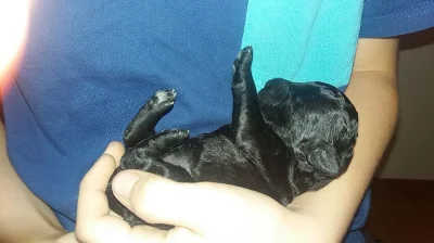 Ruský barevný boloňský psík štěňata