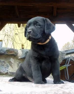 Labradorský retrívr