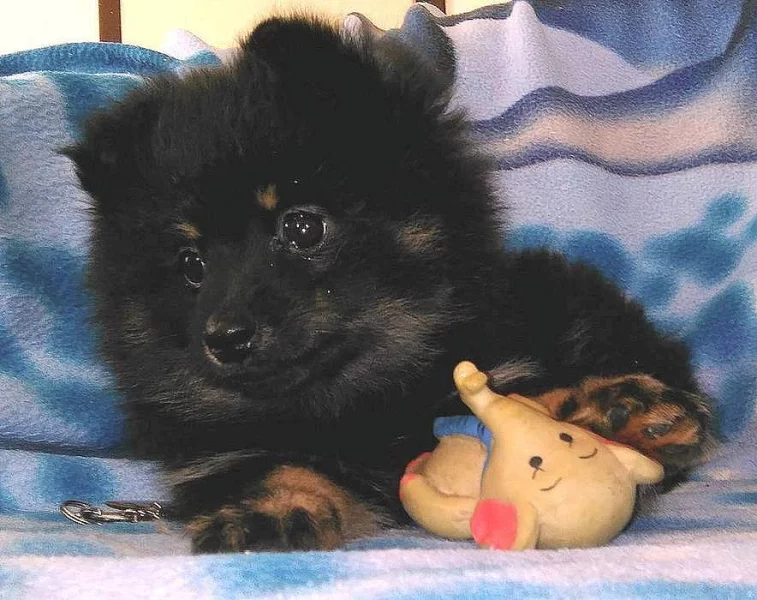 Německý špic - kvalitní štěňátka