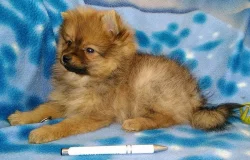 Německý špic - kvalitní štěňátka