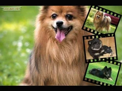 Německý špic - kvalitní štěňátka