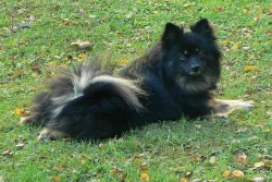 Německý špic - kvalitní štěňátka