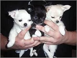 Krásné čivava štěňata pro rehoming