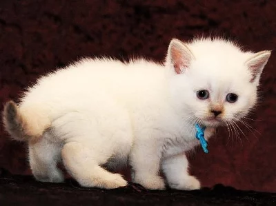 Britská koťátka s PP na prodej