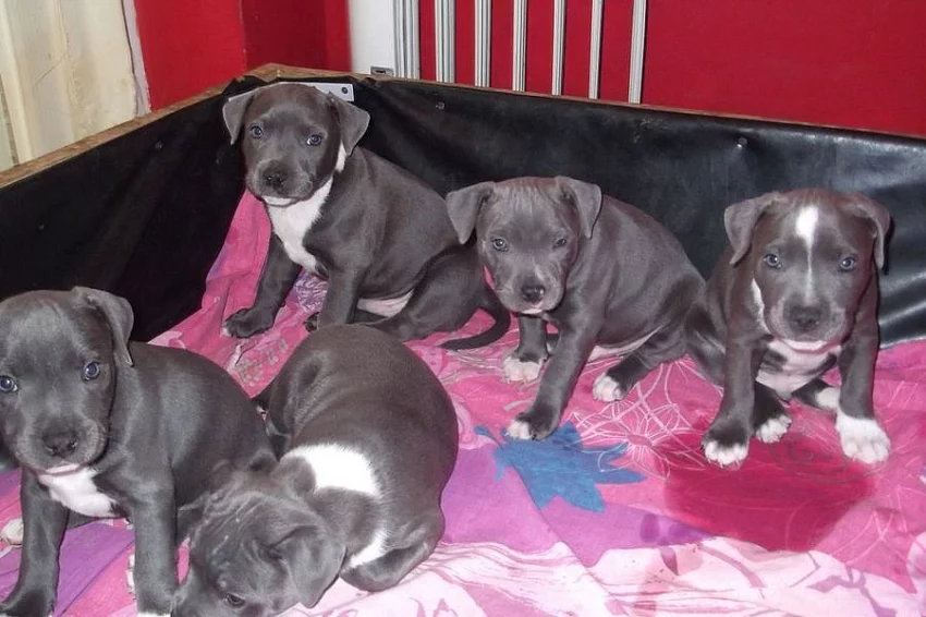 Americký stafordšírský teriér štěňata