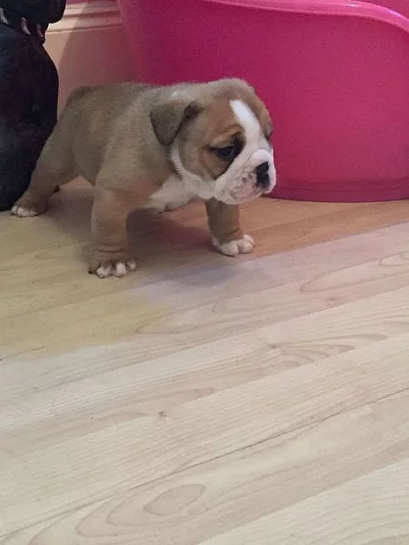 Velmi Roztomilý Bulldog Štěňata nyní připraven