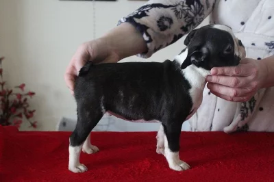 KC Registrovaní Boston teriéři