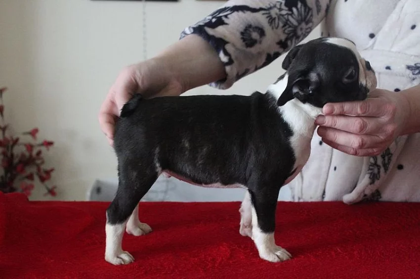 KC Registrovaní Boston teriéři