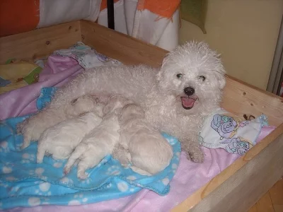 Nabízíme štěňátka Boloňských psíků