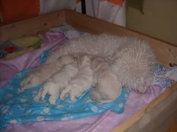 Nabízíme štěňátka Boloňských psíků