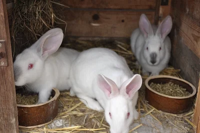 Jateční králík hyla f2 na dokrmení