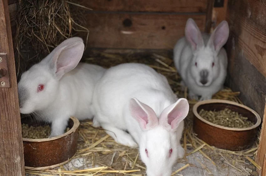 Jateční králík hyla f2 na dokrmení