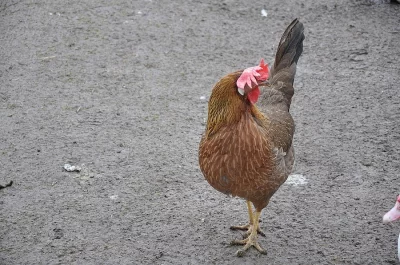 Domácí bílá vajíčka