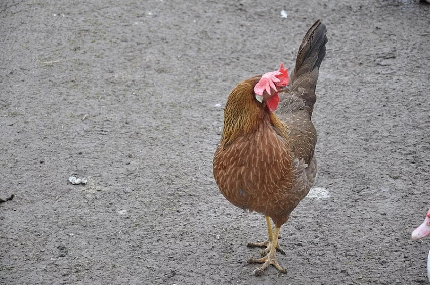 Domácí bílá vajíčka