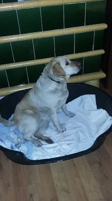 Nález světlé labradorky - Ostravice 12.3.2016