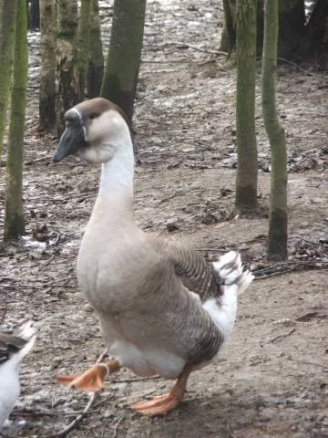 Líheň čistokrevné drůbeže z renomovaných chovů: