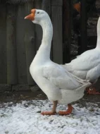 Líheň čistokrevné drůbeže z renomovaných chovů: