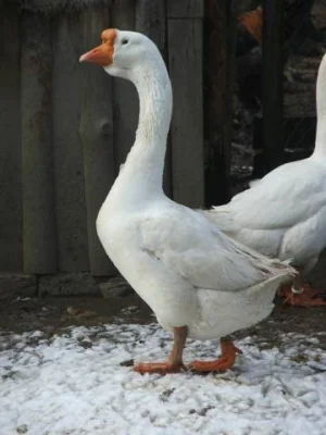 Líheň čistokrevné drůbeže z renomovaných chovů: