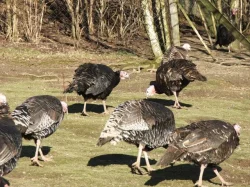 Líheň čistokrevné drůbeže z renomovaných chovů: