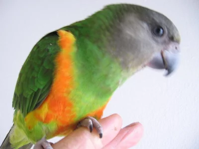 Papoušek senegalský -ochočené mládě