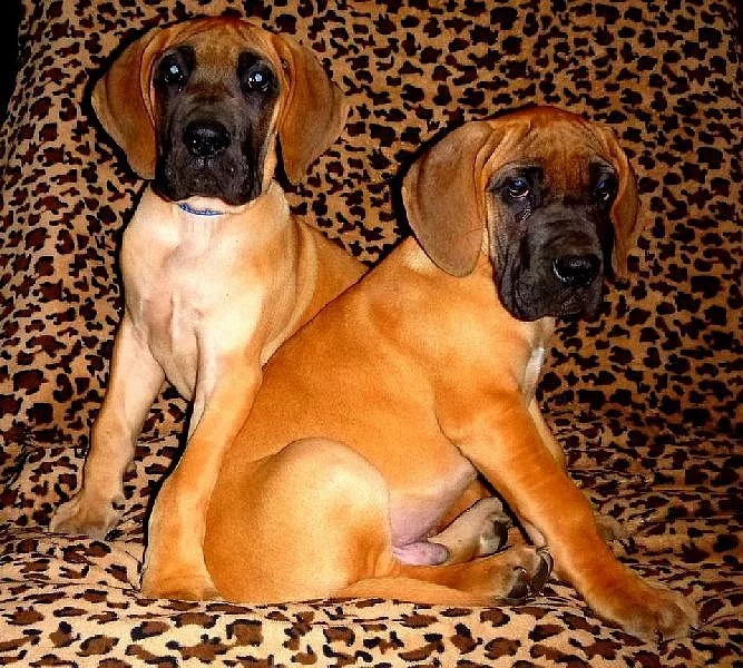 Německá doga štěňátka s PP