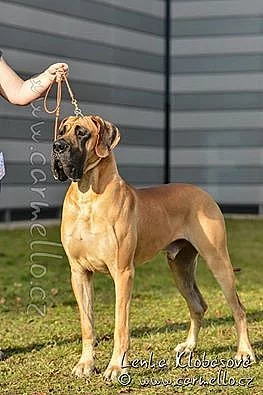 Německá doga štěňátka s PP