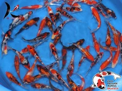 NABÍZÍM OKRASNÉ RYBY A JESETERY