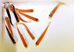 NABÍZÍM OKRASNÉ RYBY A JESETERY