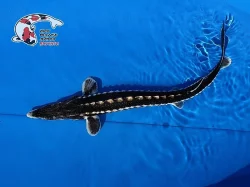 NABÍZÍM OKRASNÉ RYBY A JESETERY