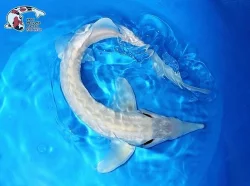 NABÍZÍM OKRASNÉ RYBY A JESETERY