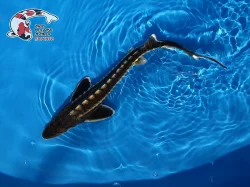 NABÍZÍM OKRASNÉ RYBY A JESETERY