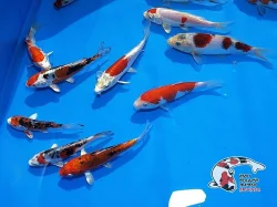 NABÍZÍM OKRASNÉ RYBY A JESETERY