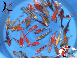 NABÍZÍM OKRASNÉ RYBY A JESETERY