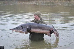 NABÍZÍM OKRASNÉ RYBY A JESETERY