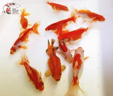 NABÍZÍM OKRASNÉ RYBY A JESETERY