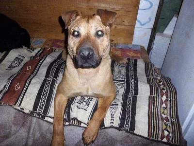 Aktivní kříženka ENILY hledá pánečka