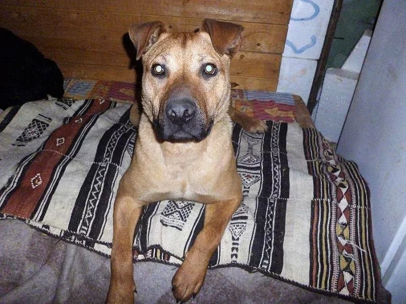 Aktivní kříženka ENILY hledá pánečka