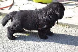 Novofundlandský pes - štěňata