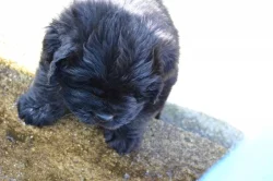 Novofundlandský pes - štěňata