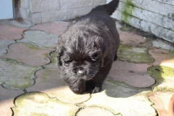 Novofundlandský pes - štěňata