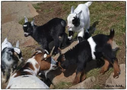 Holandská zakrslá koza