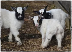 Holandská zakrslá koza