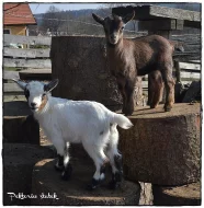 Holandská zakrslá koza