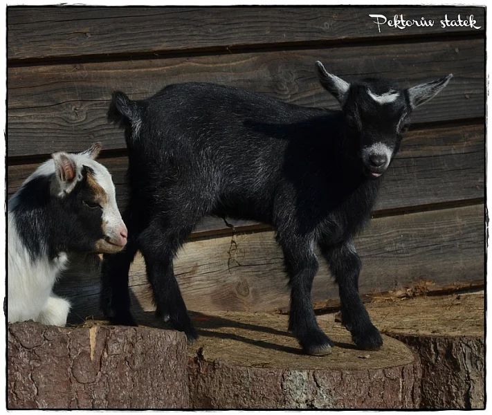 Holandská zakrslá koza
