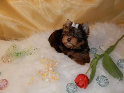 Yorshire Terrier čoko